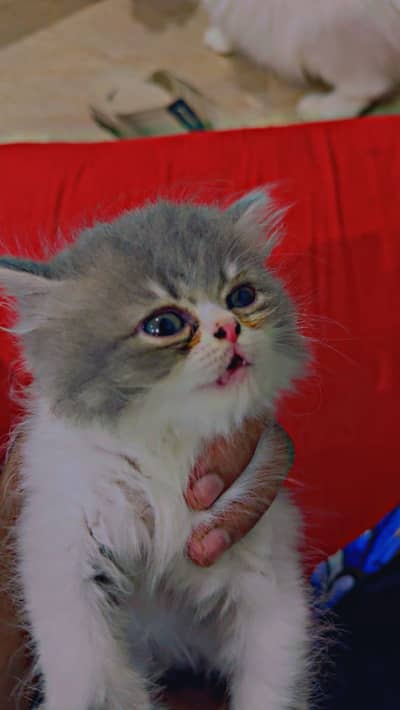 Percian cat