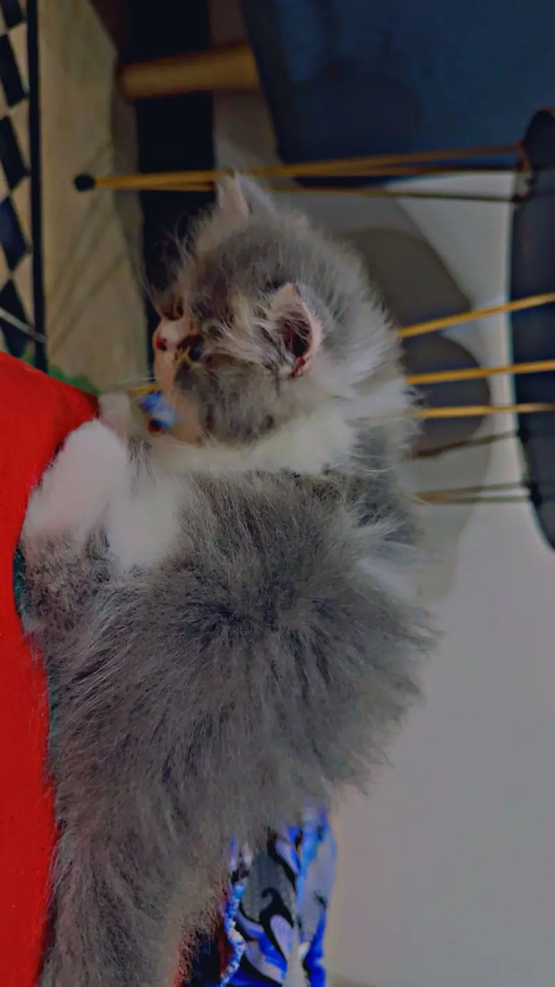 Percian cat — photo 3