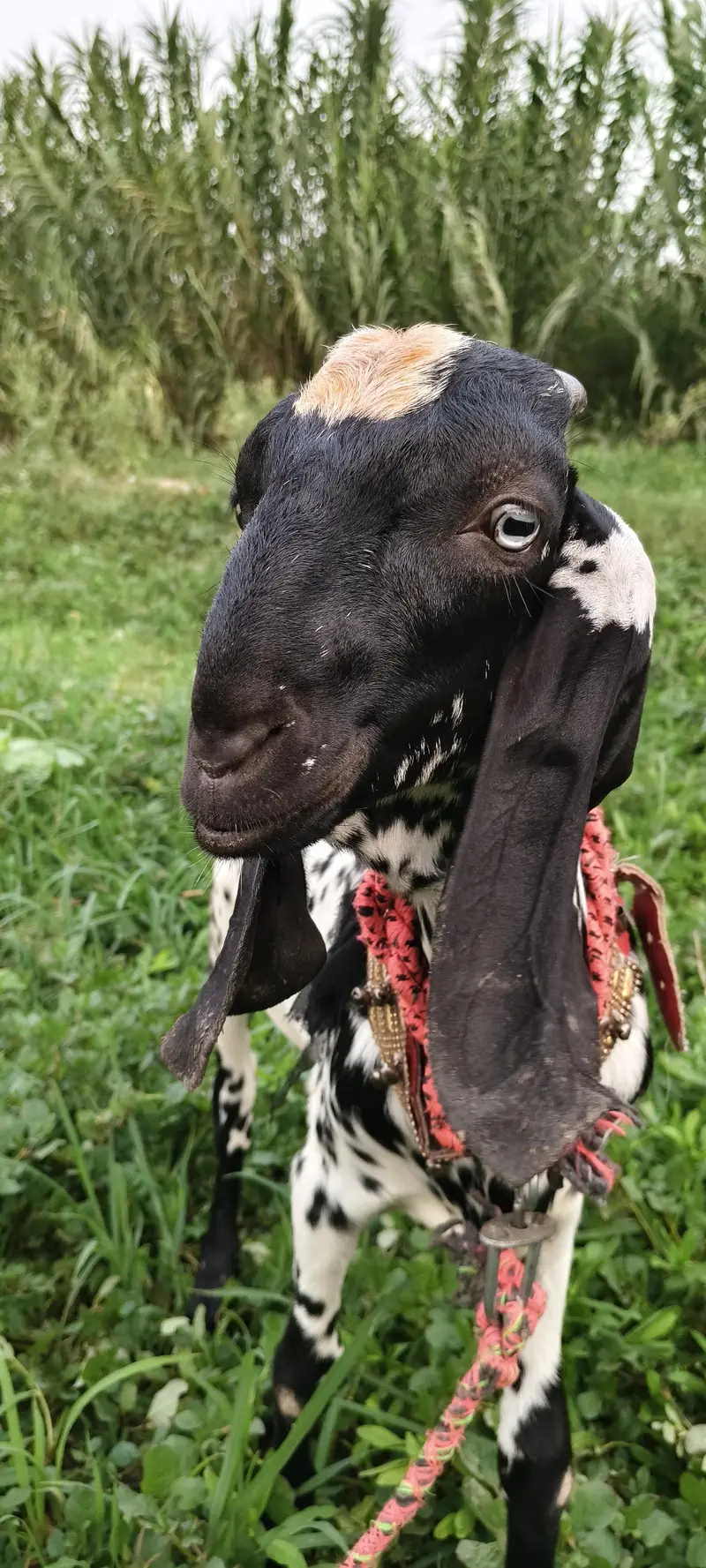 Beetal bakra sahiwal makhi chena best qwalti lamby kano wala — photo 3