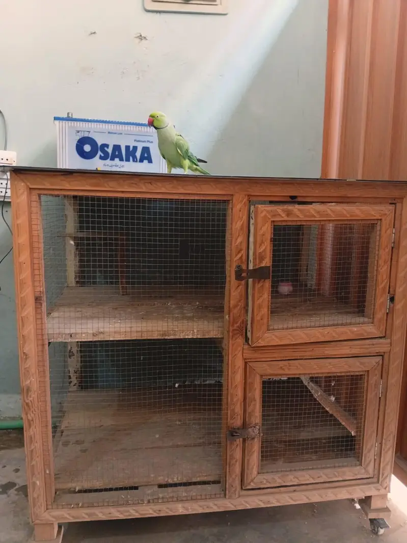 birds and hen cage wooden — photo 2