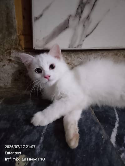 Persian male cat