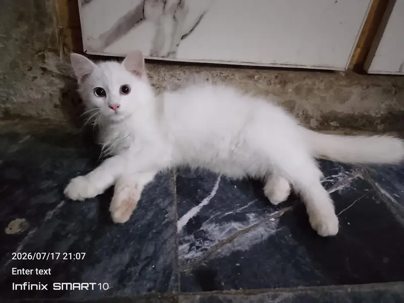 Persian male cat — photo 2