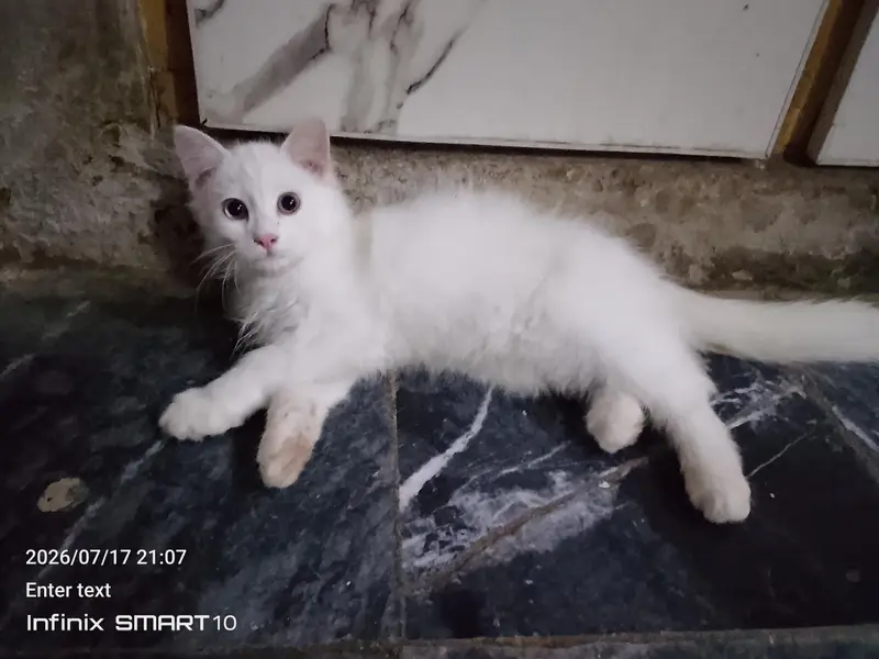 Persian male cat — photo 3