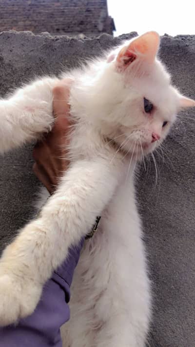 MALE CAT PUNCH FACE BLUE EYES WATHSAPP :03004702477
