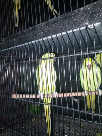 full breeder female ha 5 fainl price per female 3700