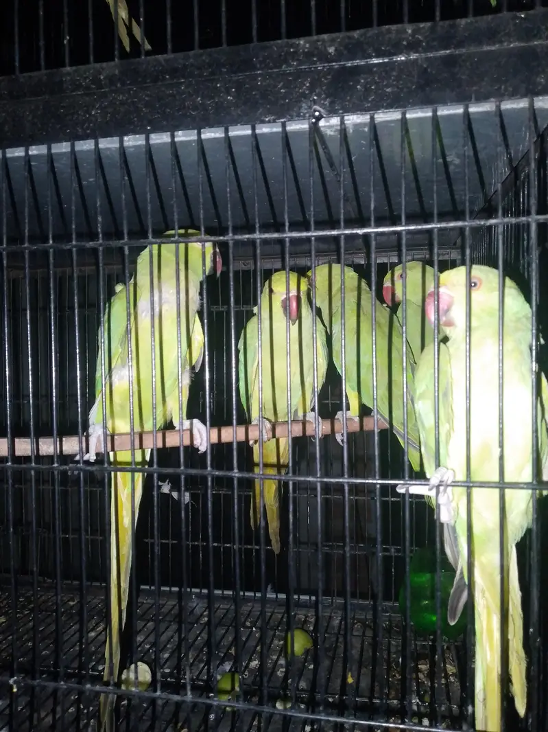 full breeder female ha 5 fainl price per female 3200 — photo 2