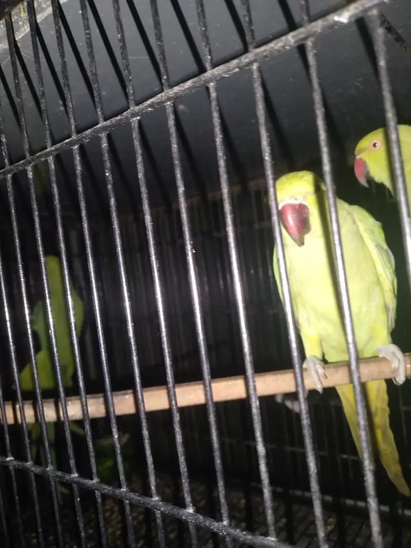 full breeder female ha 5 fainl price per female 3200 — photo 3