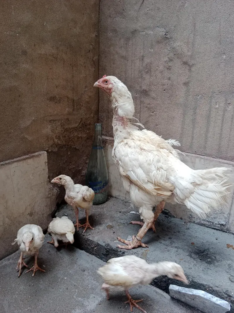 Heera female — photo 2