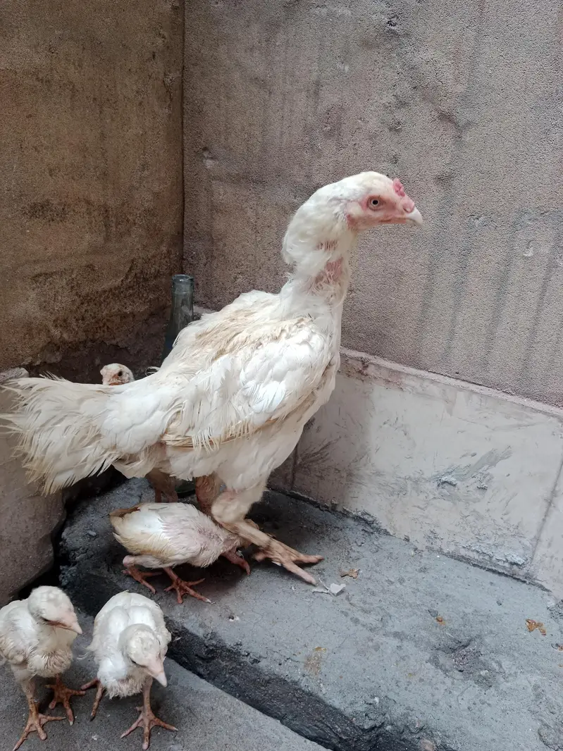 Heera female — photo 4