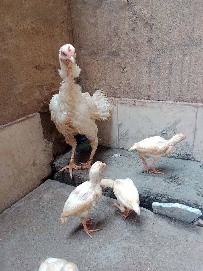 Heera female — photo 5