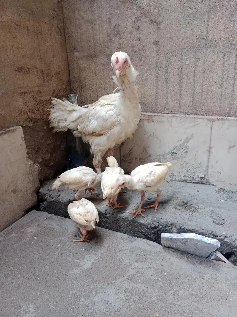 Heera female — photo 6