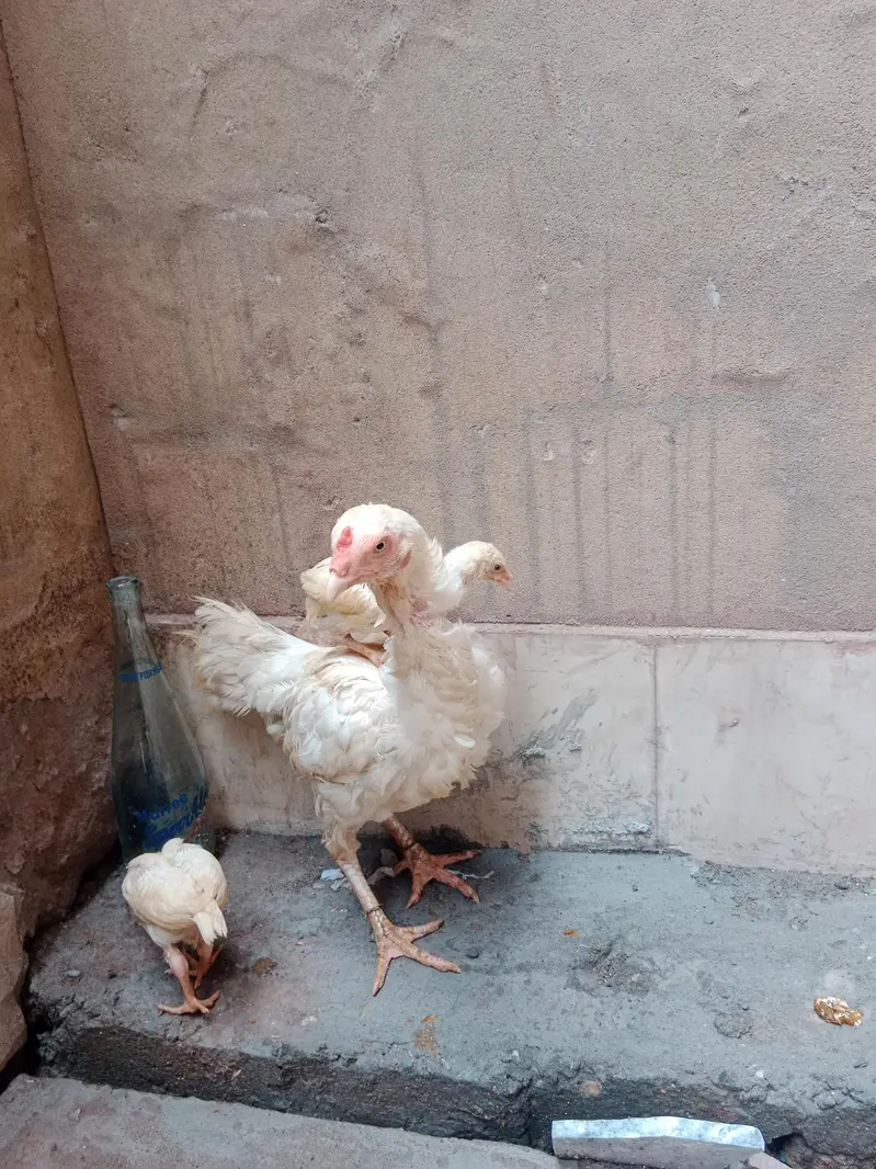 Heera female — photo 7