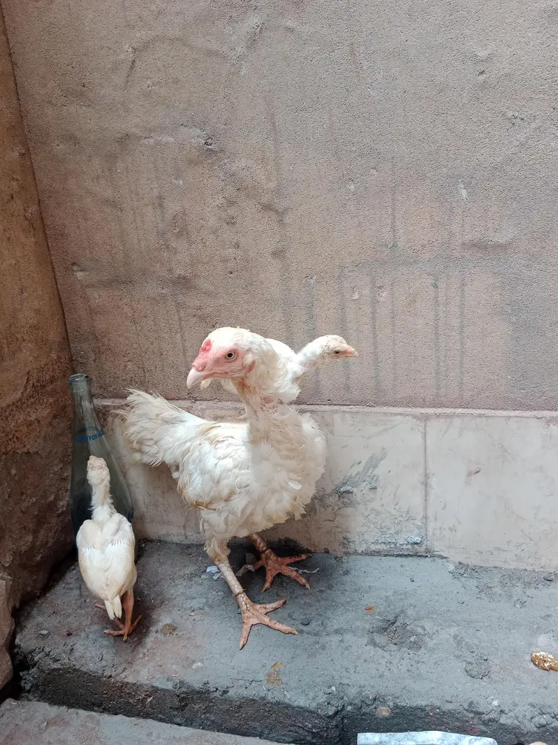 Heera female — photo 8