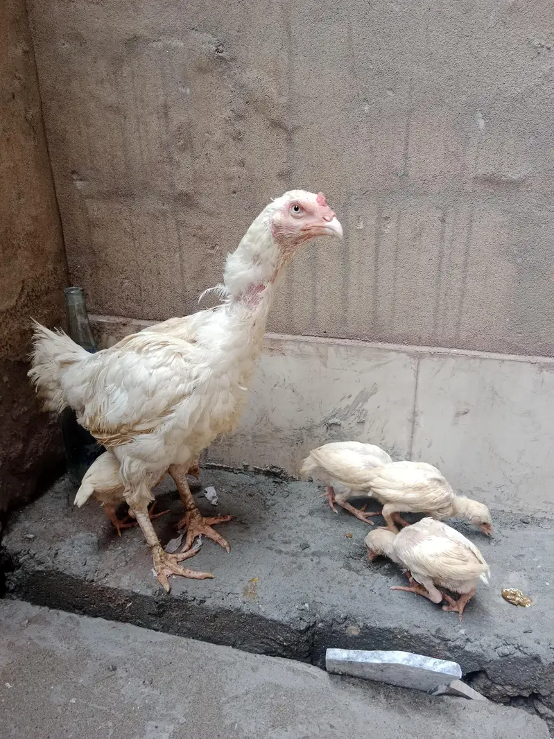 Heera female — photo 9