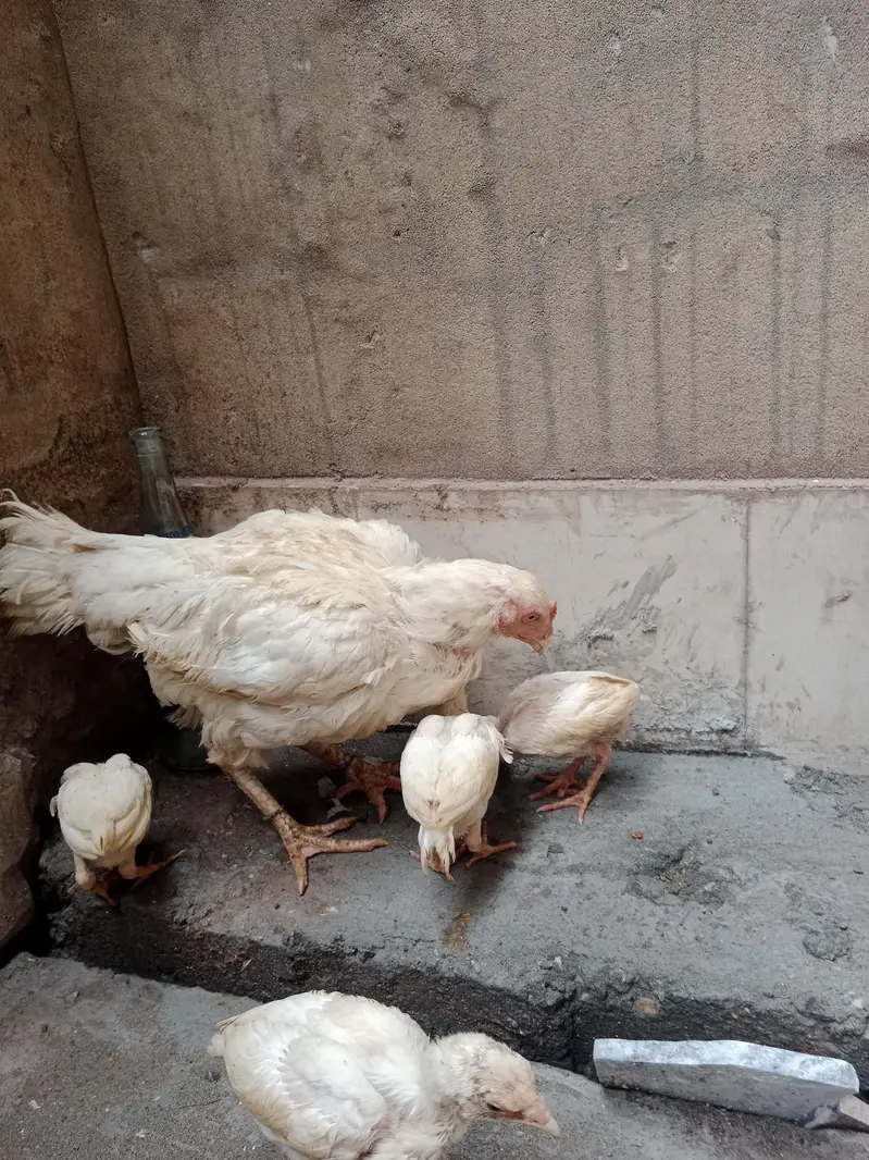 Heera female — photo 10