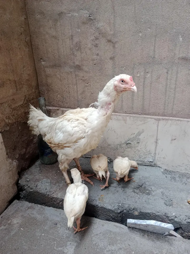Heera female — photo 11