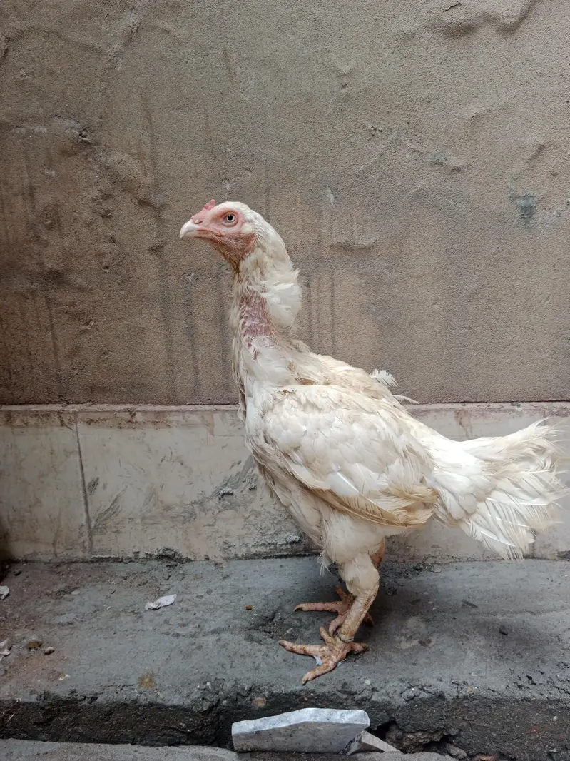 Heera female — photo 12