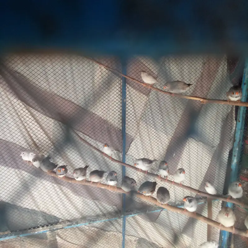 zebra finchez adult pairs