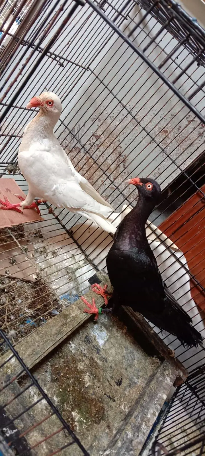 Danish pigeon — photo 2