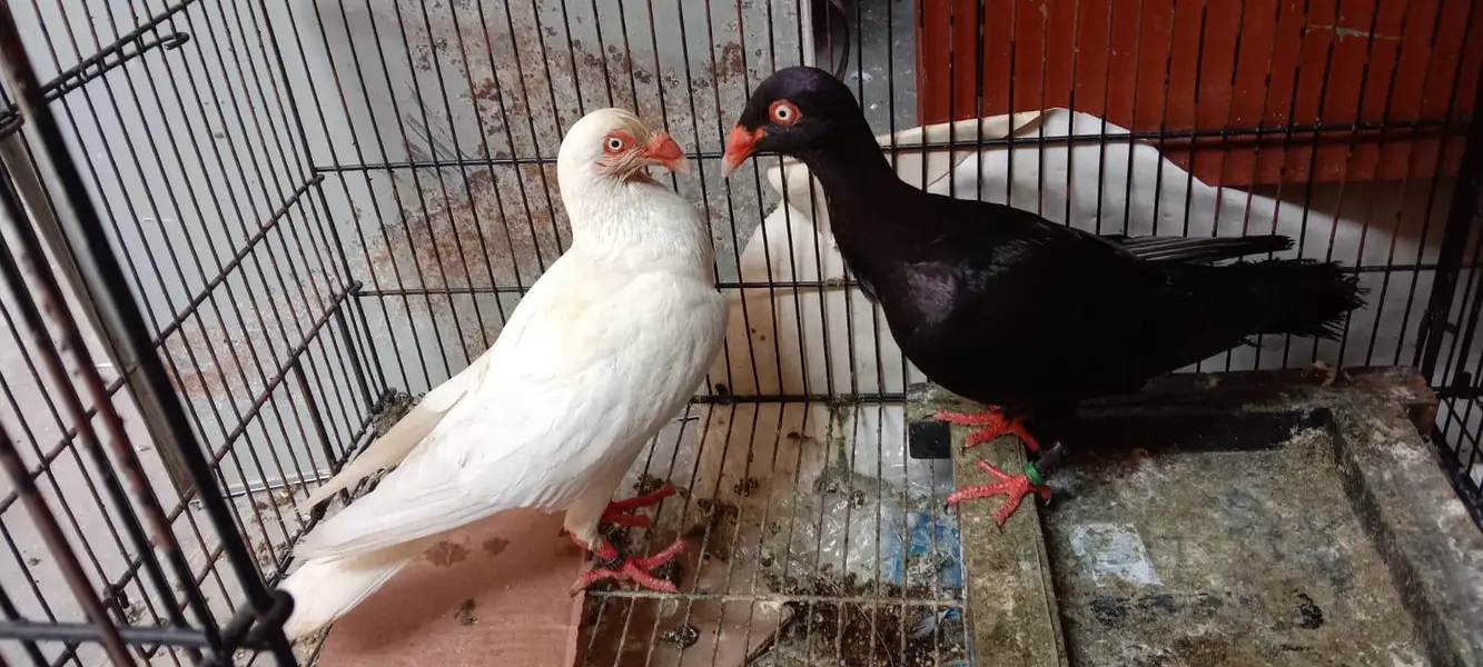 Danish pigeon — photo 3
