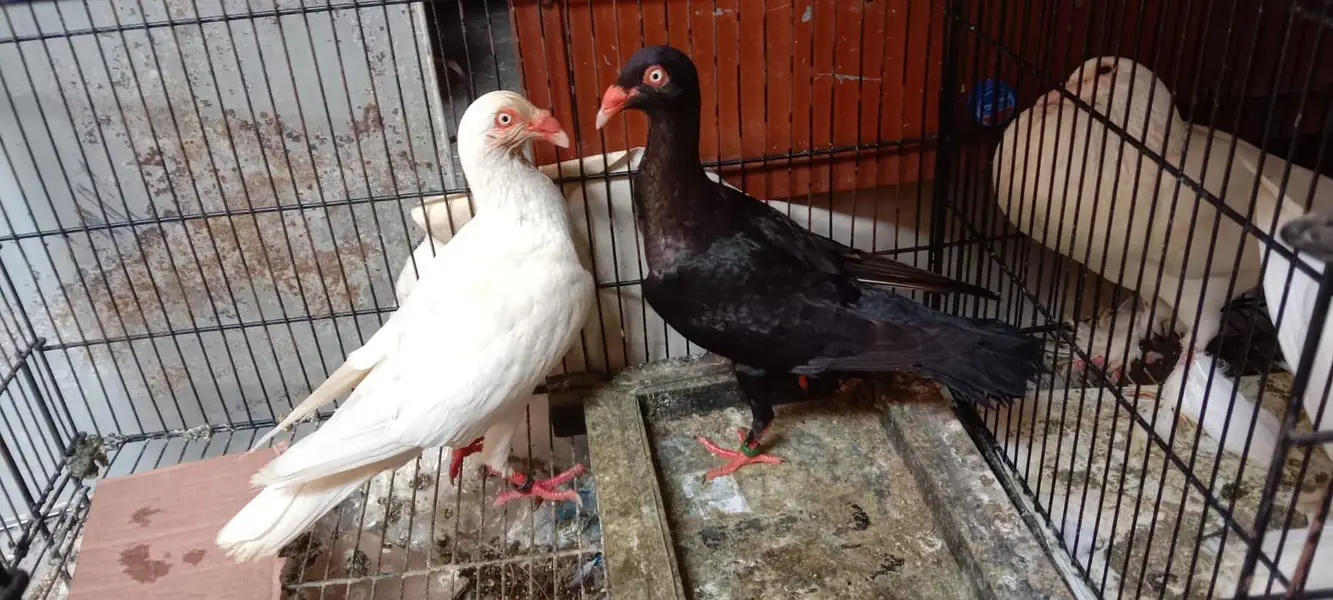 Danish pigeon — photo 4