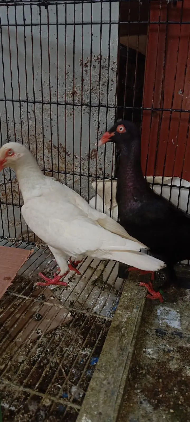 Danish pigeon — photo 5