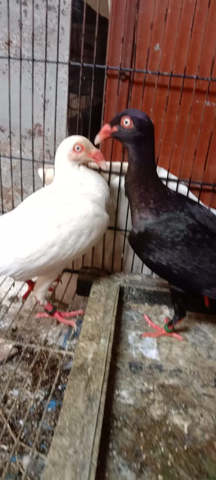Danish pigeon — photo 7