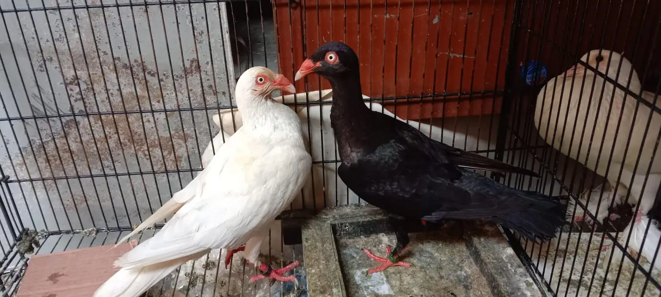 Danish pigeon — photo 8