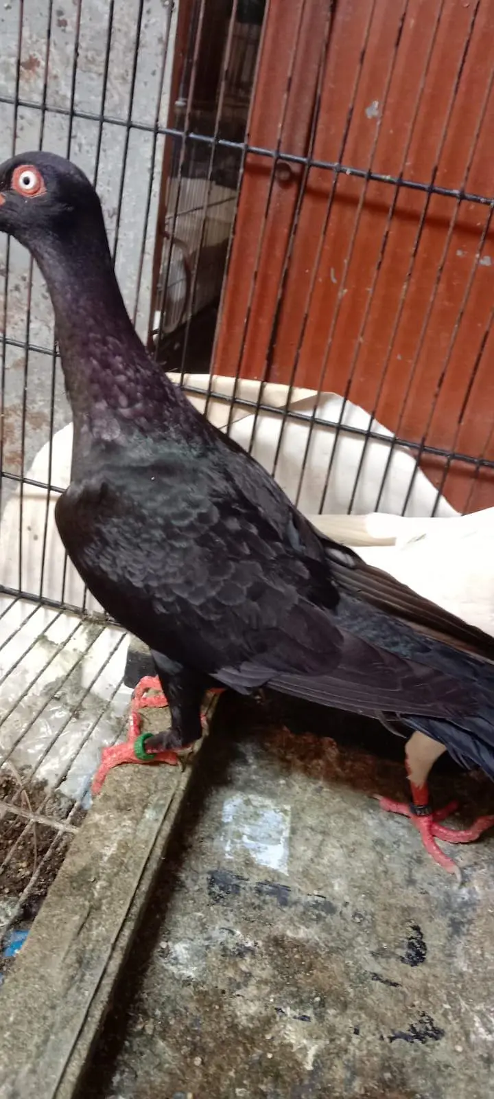 Danish pigeon — photo 9