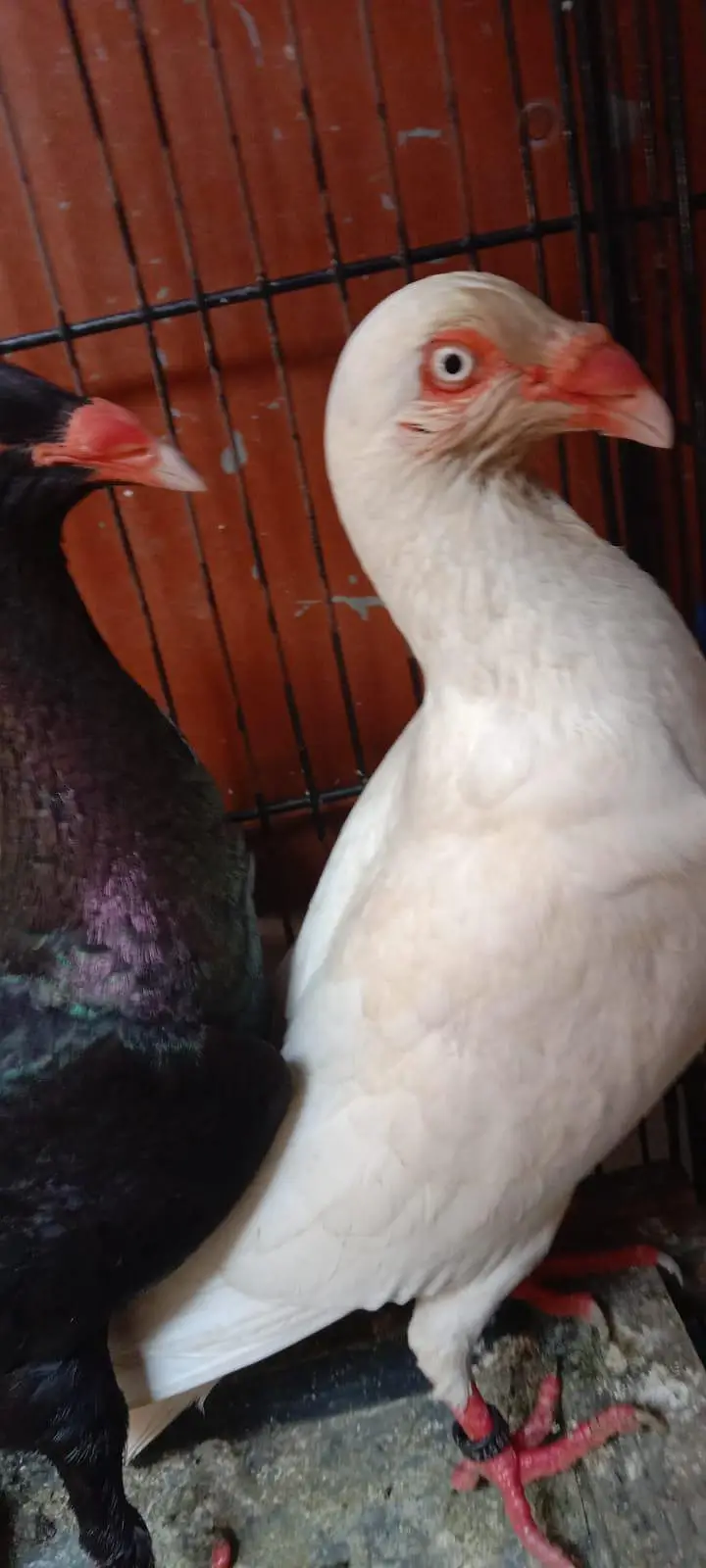Danish pigeon — photo 10