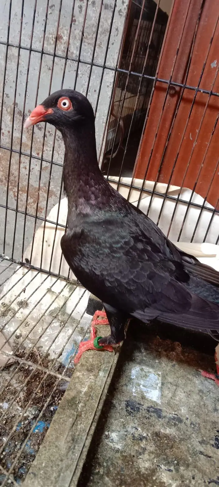 Danish pigeon — photo 12
