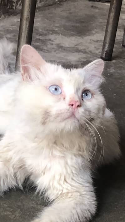 MALE BLUE EYES WATHSAPP :03004702477