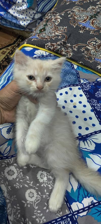 cats baby's for sell