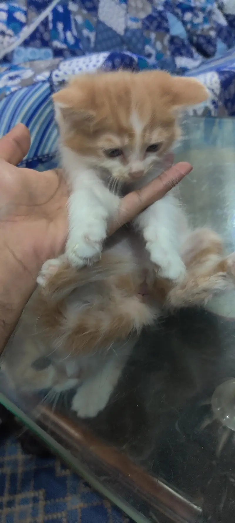cats baby's for sell 03484614394 — photo 2