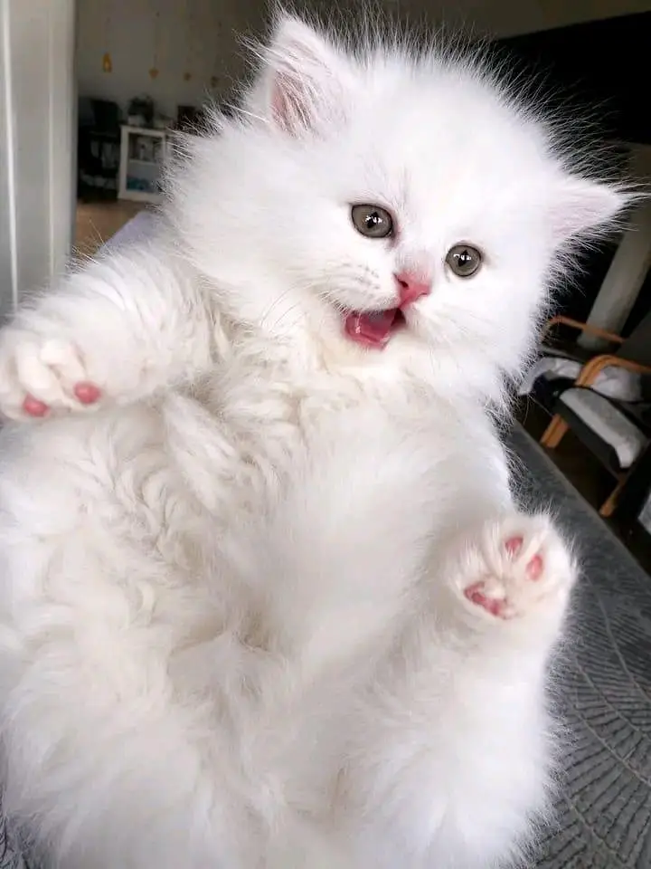 Quality Persian Kittens 3 Coated \/\/atsp 03 | 40 | 482 | 6941:-$ :-$ — photo 3