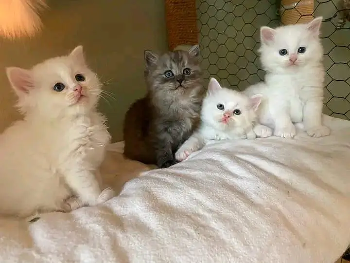 Quality Persian Kittens 3 Coated \/\/atsp 03 | 40 | 482 | 6941:-$ :-$ — photo 4