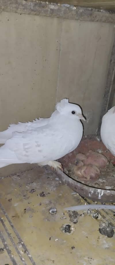 Fril back pigeon