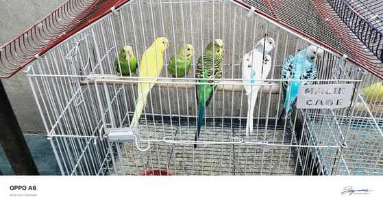 urgent sale