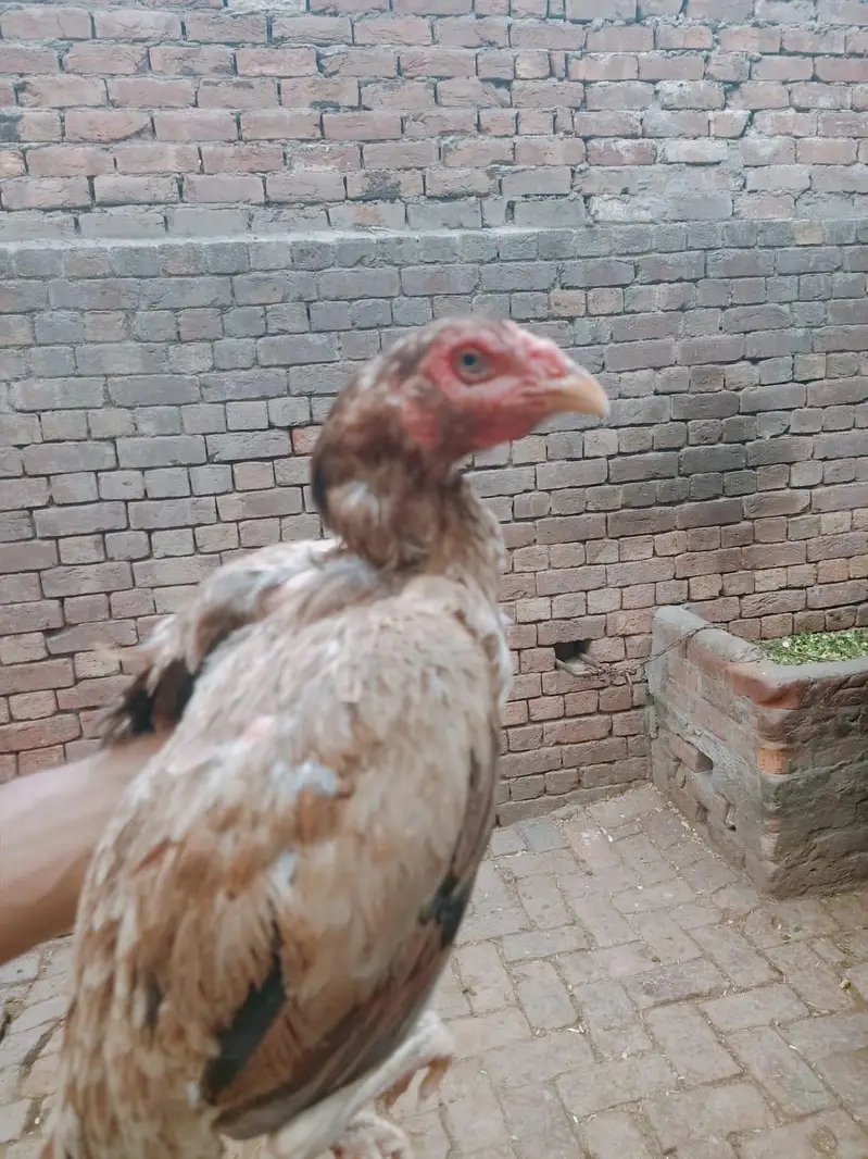 Breeder Females or Male for sale — photo 4