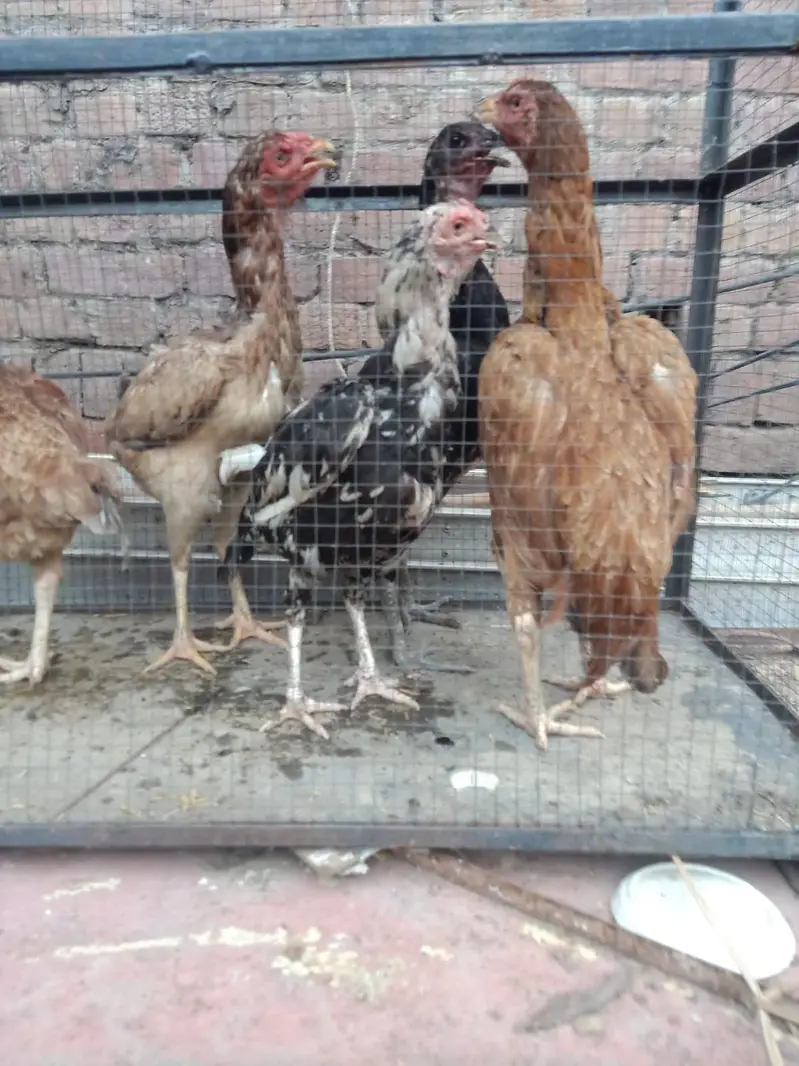 Breeder Females or Male for sale — photo 7