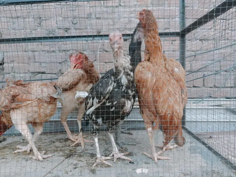 Breeder Females or Male for sale — photo 8