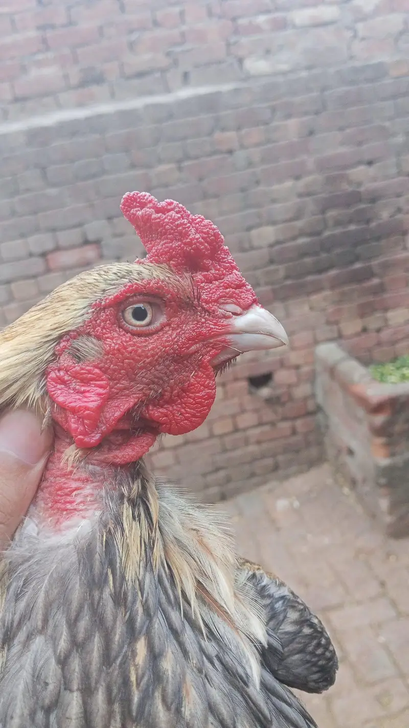 Breeder Females or Male for sale — photo 9