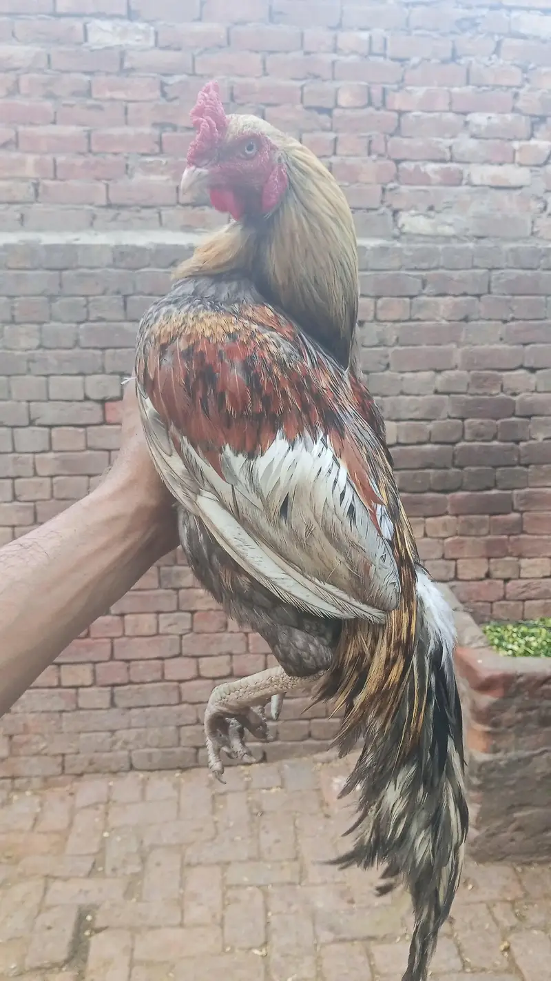 Breeder Females or Male for sale — photo 10