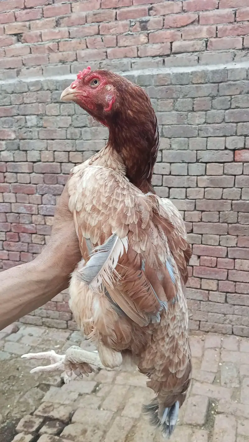 Breeder Females or Male for sale — photo 11