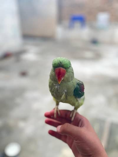 raw parrot for sale
