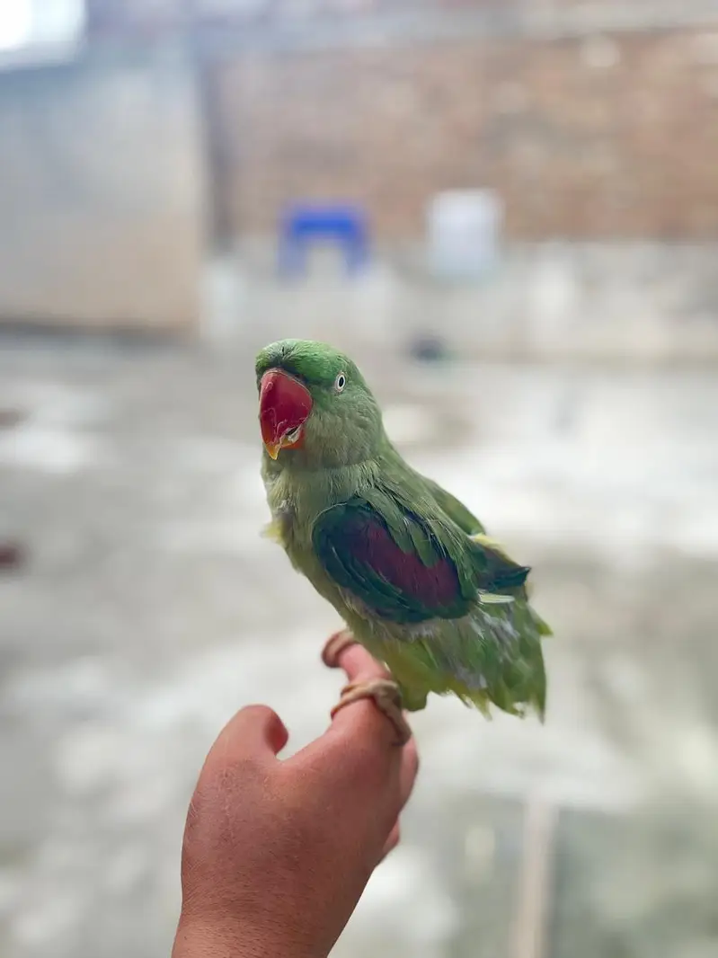 raw parrot for sale — photo 2