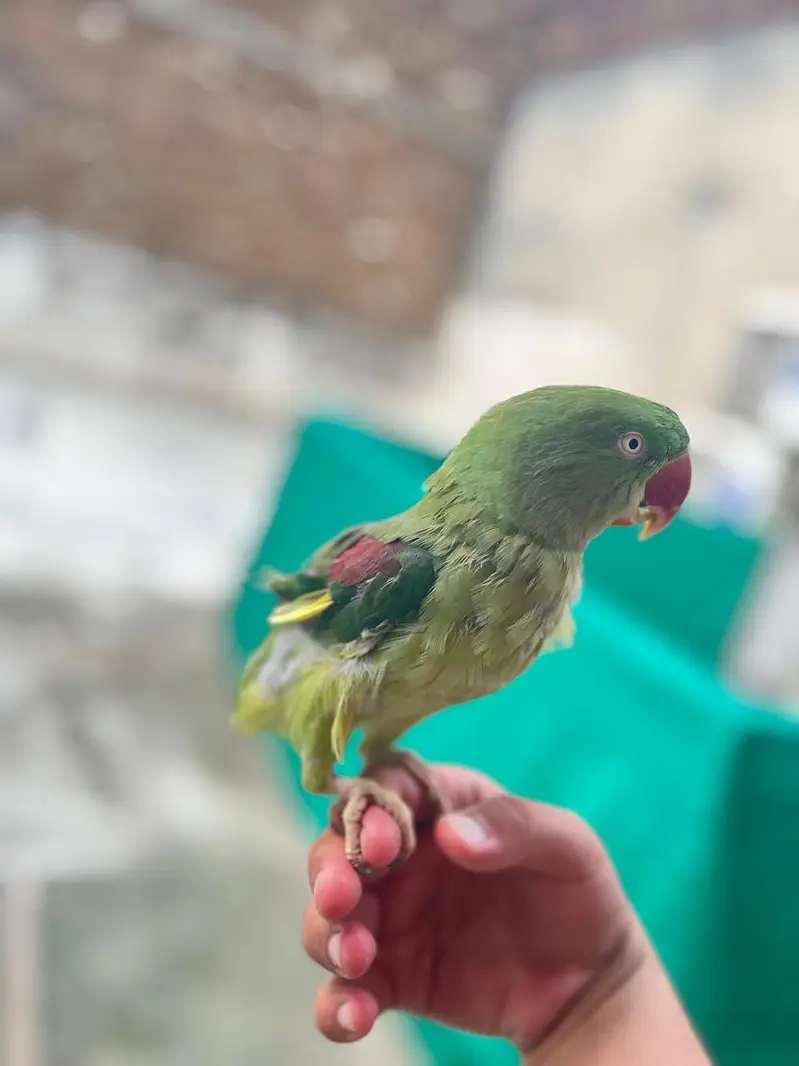 raw parrot for sale — photo 3