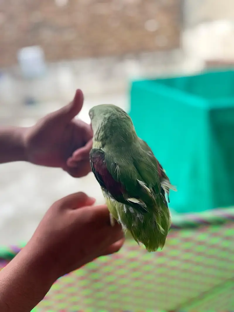 raw parrot for sale — photo 4