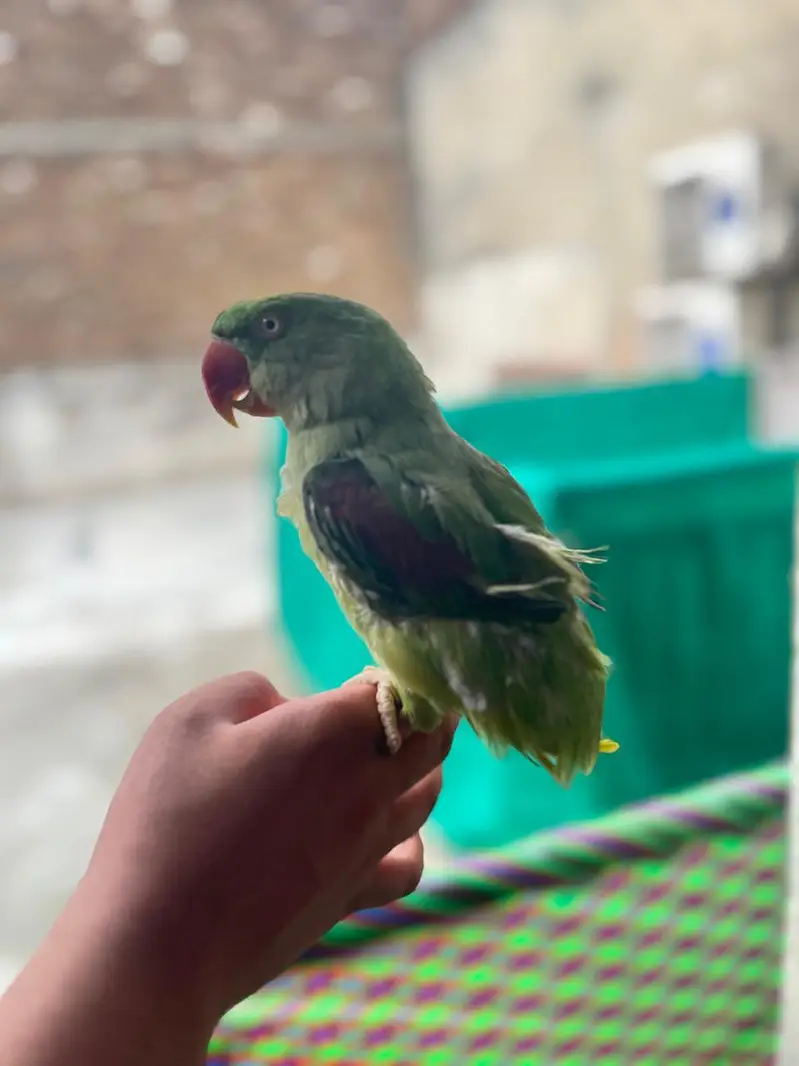 raw parrot for sale — photo 5