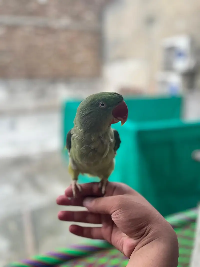 raw parrot for sale — photo 6